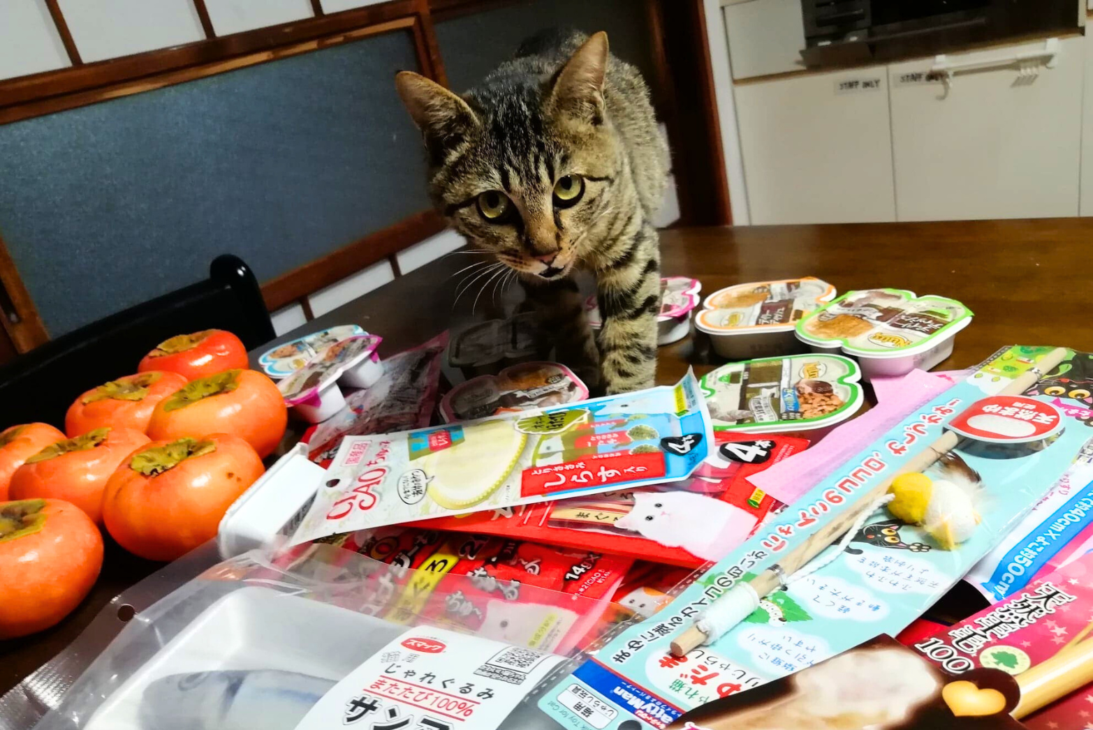 保護猫活動の取り組み