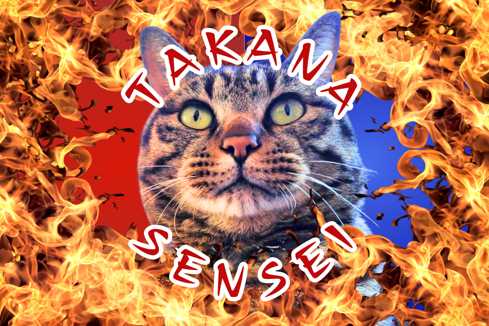 世界一の保護猫高菜先生