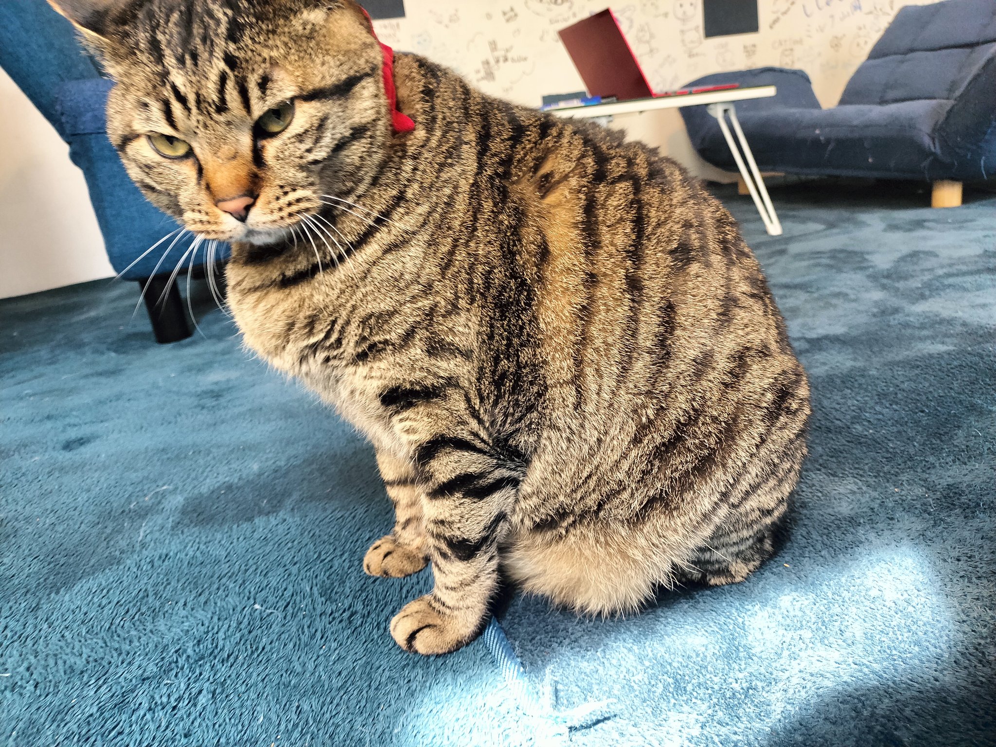 河口湖猫カフェ