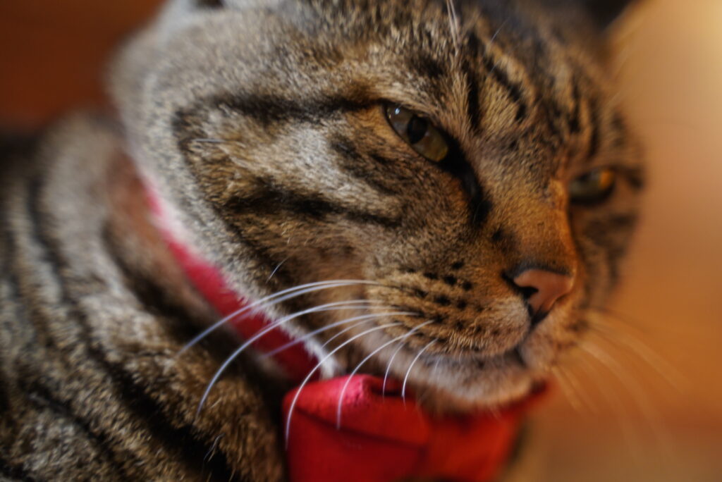 VALUE: 猫の鋭い眼差し