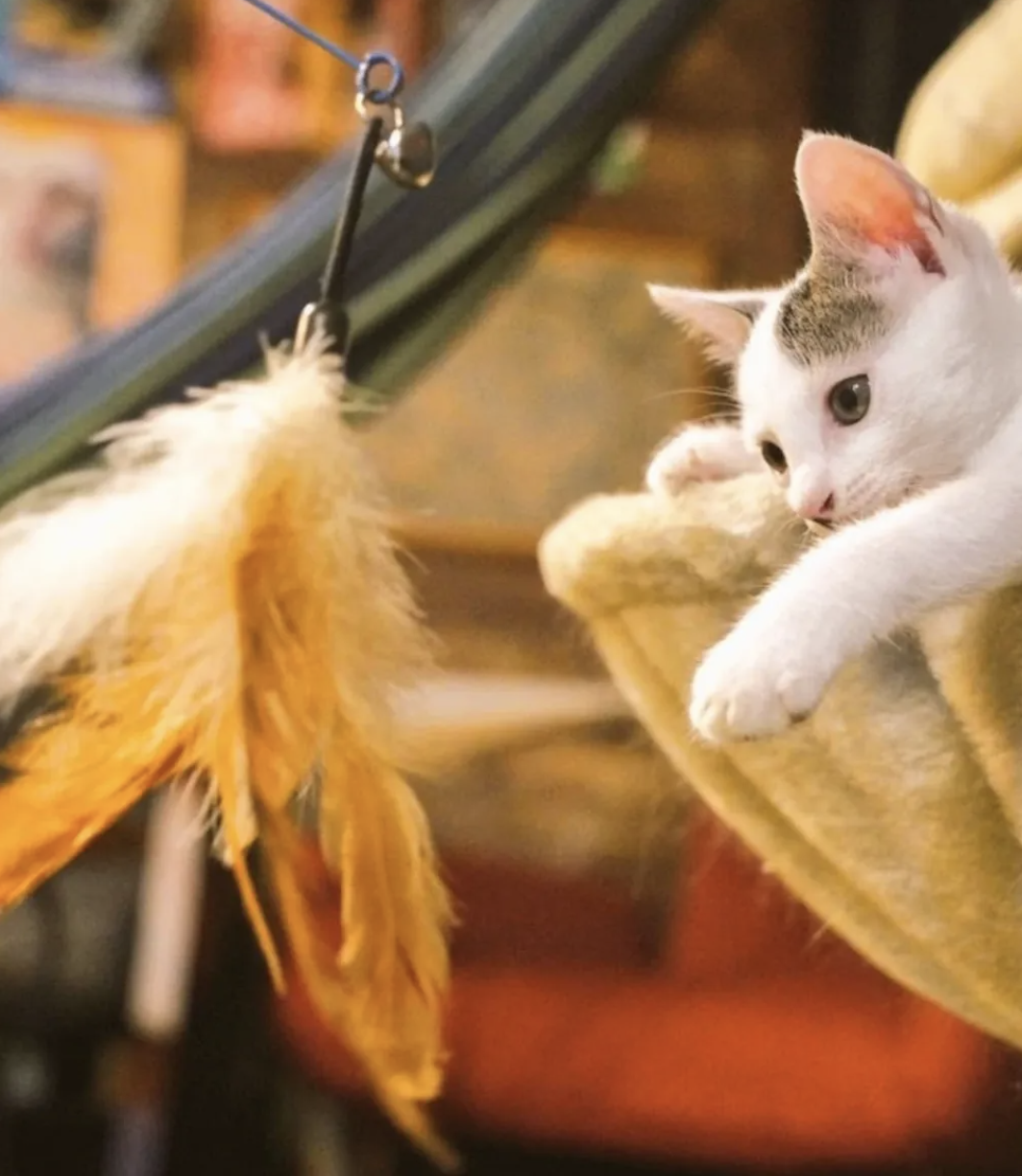 VISION: 猫と遊んでる様子