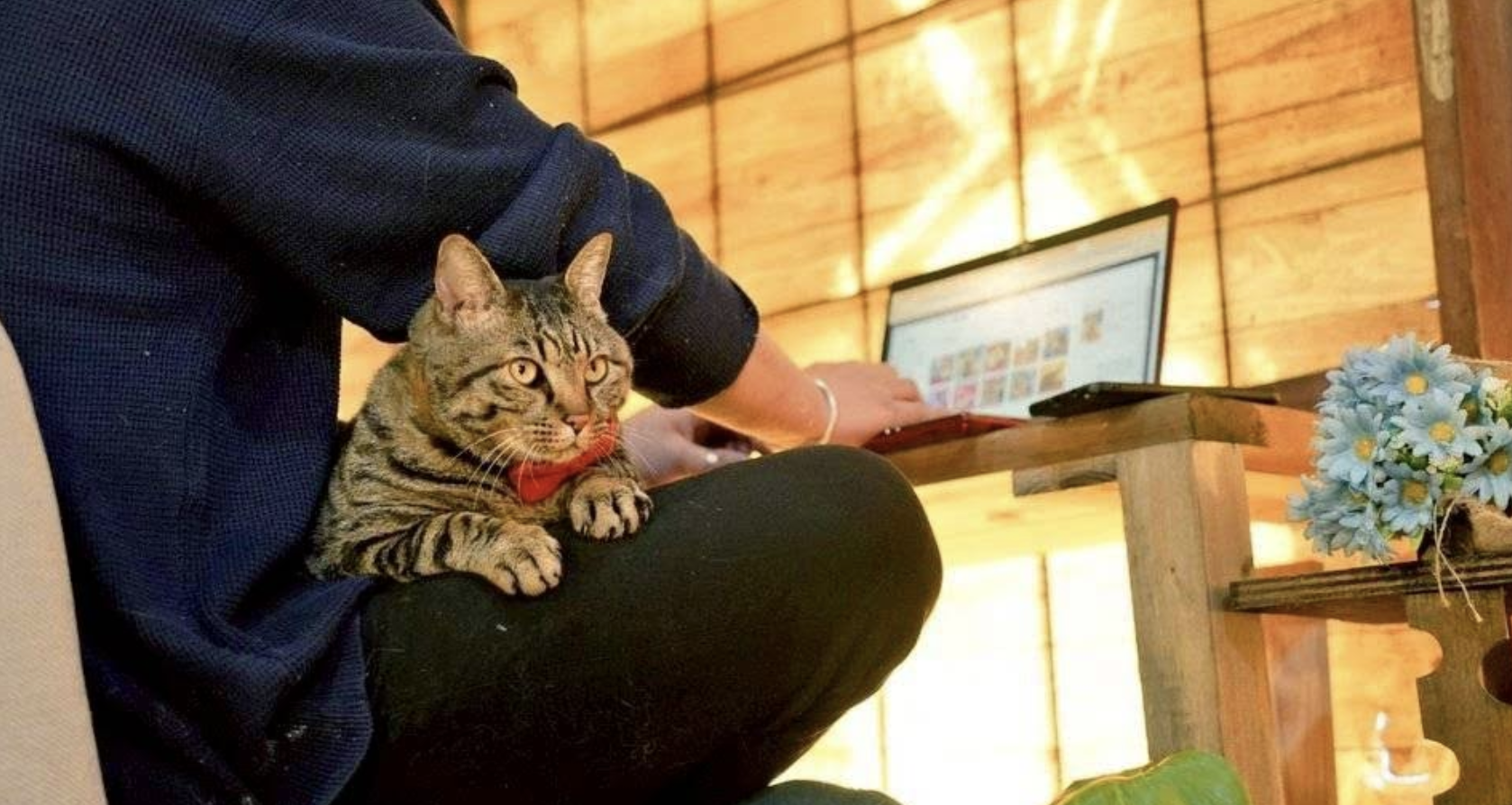 リラックスする猫